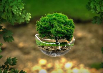 Softys lança estratégia de sustentabilidade para os próximos três anos