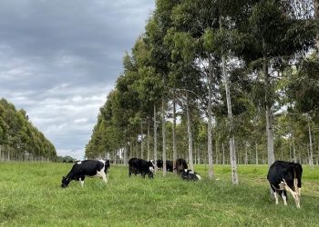 Embrapa e Nestlé firmam parceria para pecuária leiteira de baixo carbono