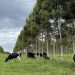 Embrapa e Nestlé firmam parceria para pecuária leiteira de baixo carbono