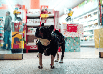 Crescimento e oportunidades do mercado pet no Brasil