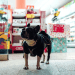 Crescimento e oportunidades do mercado pet no Brasil