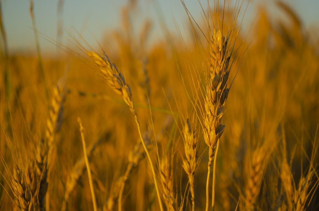 Bunge anuncia retomada de moagem em unidade de Brasília