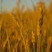 Bunge anuncia retomada de moagem em unidade de Brasília