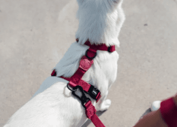 Petz anuncia compra da plataforma Zee Dog por R$ 715 milhões