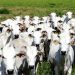 vaca louca ministério da agricultura
