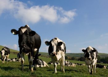 Faesp pede mais esforços diplomáticos para solução do embargo chinês a carne