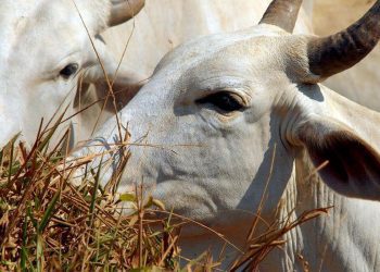 carnes-eua-governo-biden-anuncia-us-1-bi-para-aumentar-concorrencia-no-setor
