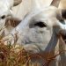 carnes-eua-governo-biden-anuncia-us-1-bi-para-aumentar-concorrencia-no-setor