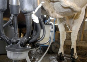 Brasil abre mercados para carne bovina, lácteos e material genético