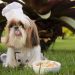 Natural da Terra lança marca própria de alimentação fresca para pets