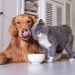 faturamento-do-setor-pet-cresce-27-em-2021-e-atinge-r-517-bi