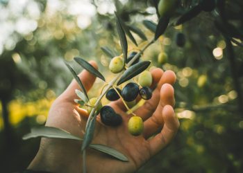 Empresas de alimentos usam prêmios como ferramenta para ganhar cliente