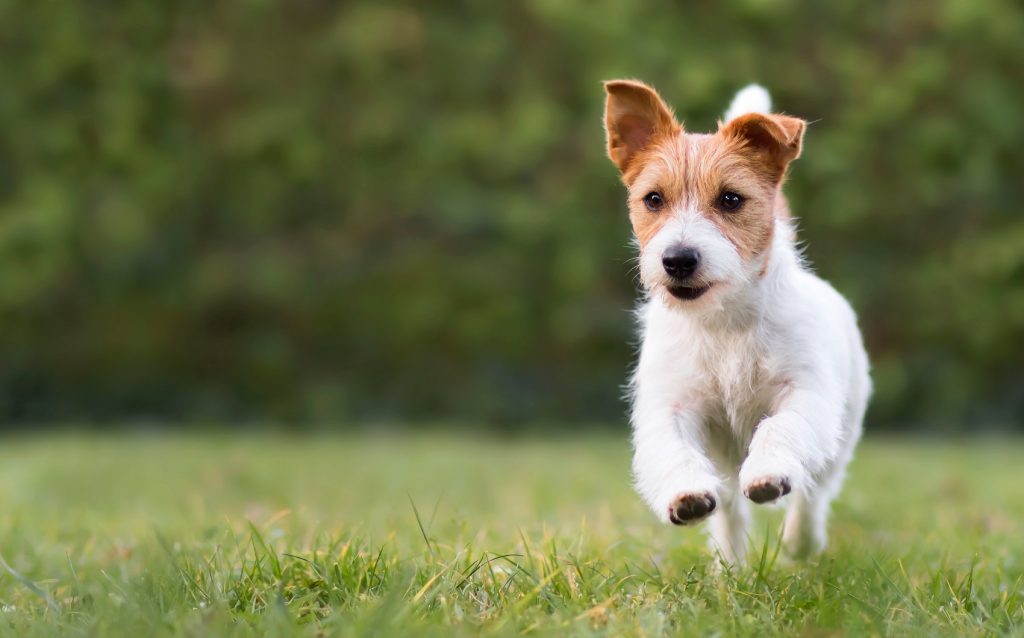 Cobasi faz parceria com Trisul para inaugurar Pet Parks públicos