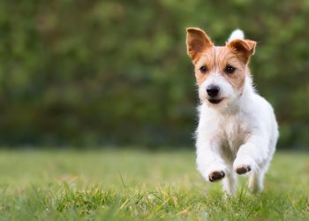 Cobasi faz parceria com Trisul para inaugurar Pet Parks públicos