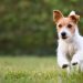 Cobasi faz parceria com Trisul para inaugurar Pet Parks públicos