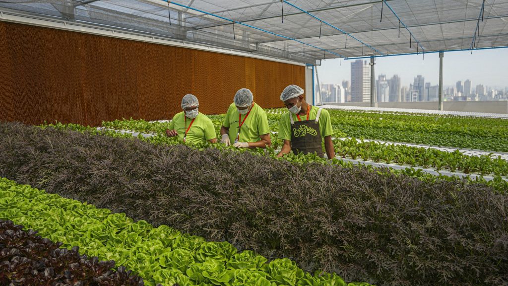 Rede de fazendas urbanas BeGreen abre primeira unidade em São Paulo