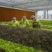 Rede de fazendas urbanas BeGreen abre primeira unidade em São Paulo