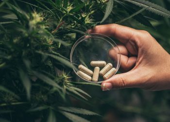 medicamento cannabis