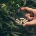 medicamento cannabis