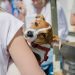 Petlove