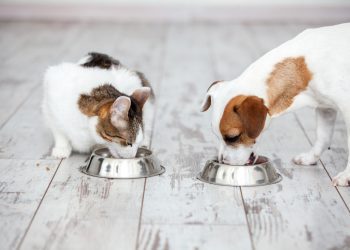 Crise econômica faz cair o número de lares com pets e frequência de compra de ração