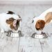 Crise econômica faz cair o número de lares com pets e frequência de compra de ração