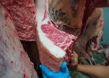 exportação bovina