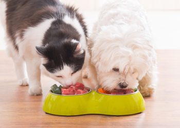 Vendas da marca premium para pets saltam 40% na China