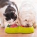 Vendas da marca premium para pets saltam 40% na China