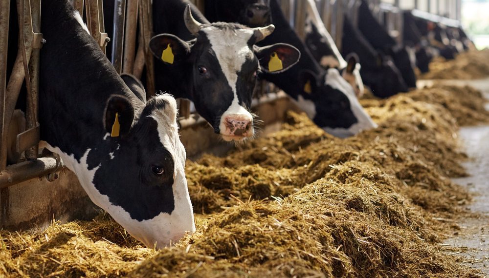 Governo confirma caso de 'vaca louca' no Pará e suspende exportações para a China