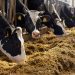 Governo confirma caso de 'vaca louca' no Pará e suspende exportações para a China