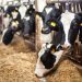 Adepará confirma teste positivo para 'vaca louca' no Pará