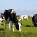 vaca louca