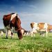 Carne bovina: China retoma importação do Brasil, após caso atípico de vaca louca