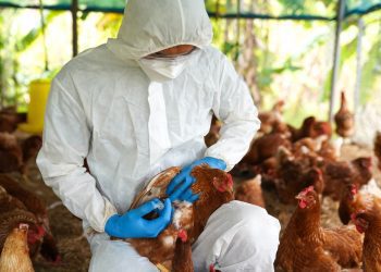 Argentina retoma exportações após casos da gripe aviária