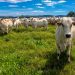 China libera importação de estoques de carne bovina do Brasil antes de mal da vaca louca