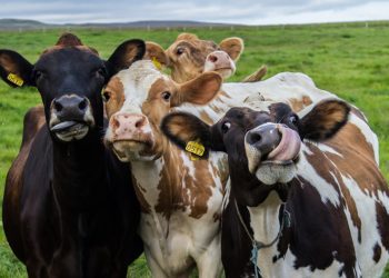 Após 'mal da vaca louca', Rússia reabre mercado para carne bovina ao Brasil
