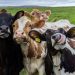 Após 'mal da vaca louca', Rússia reabre mercado para carne bovina ao Brasil