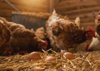 Agricultura confirma detecção de caso de gripe aviária no Brasil em duas aves silvestres