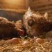 Agricultura confirma detecção de caso de gripe aviária no Brasil em duas aves silvestres