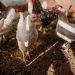 agricultura