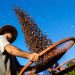 Agricultura familiar terá juros mais baixos para produção de alimentos