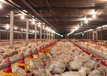 Missão tentará reverter suspensão da compra de aves de SC pelo Japão