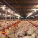 Missão tentará reverter suspensão da compra de aves de SC pelo Japão