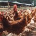 McDonald’s retoma parceria com Mantiqueira para uso de ovos orgânicos em lanches da rede