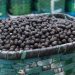 Agricultura: Índia tem interesse em sucos e frutas tropicais do Brasil, diz embaixador