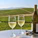 Como os cientistas tentam salvar a indústria de vinhos nos EUA das mudanças climáticas
