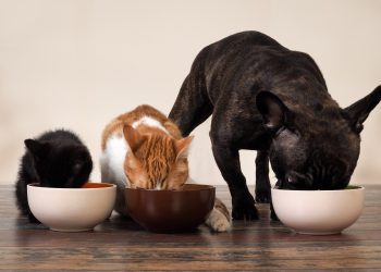 Indústria brasileira do setor pet VB Alimentos chega à Colômbia