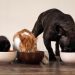 Indústria brasileira do setor pet VB Alimentos chega à Colômbia