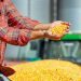Milho: Agricultura define regras fitossanitárias para importação de sementes da Tailândia